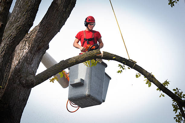 How Our Tree Care Process Works  in Dayton, VA